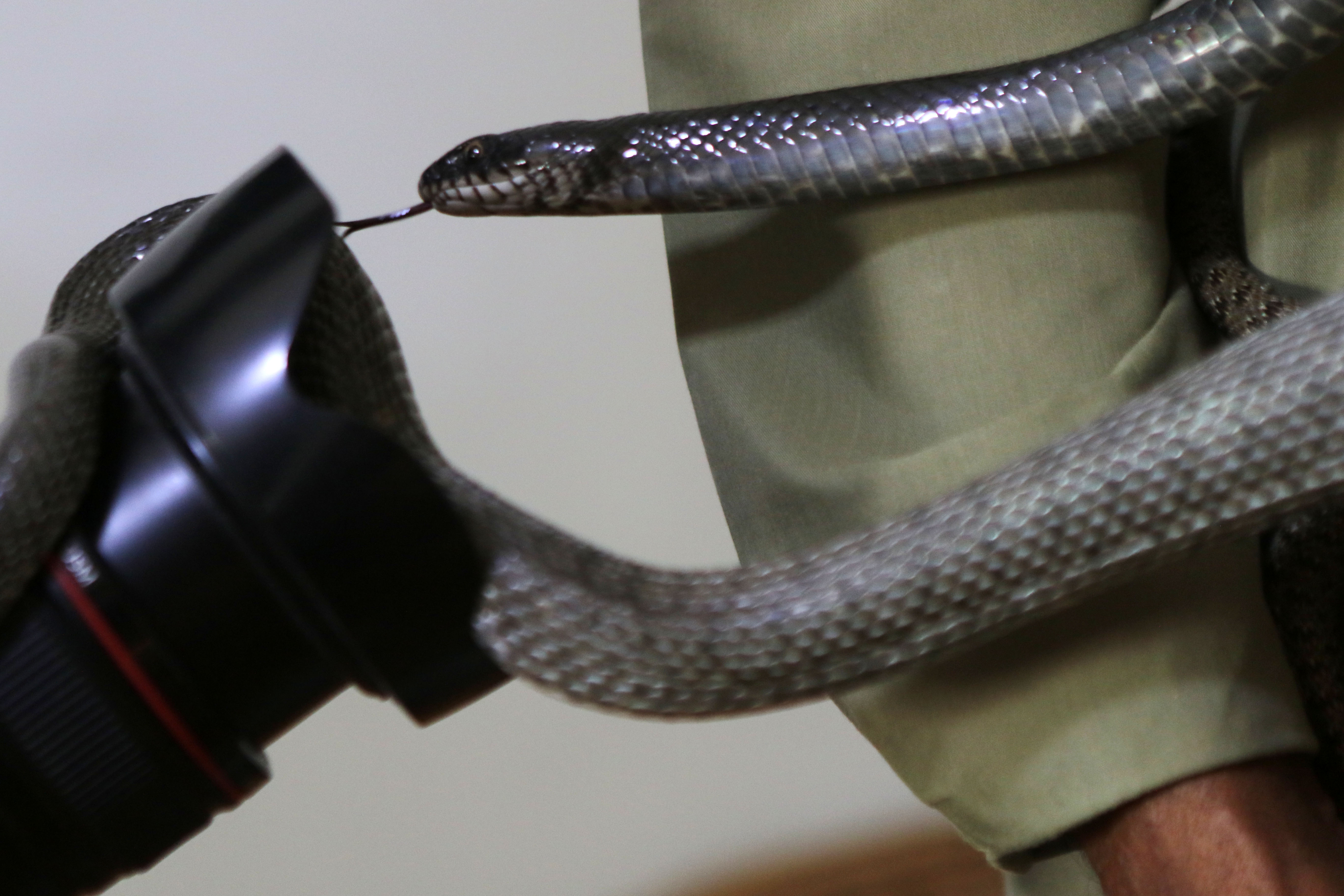 Jordanac 33 godine u kući živi sa zmijama