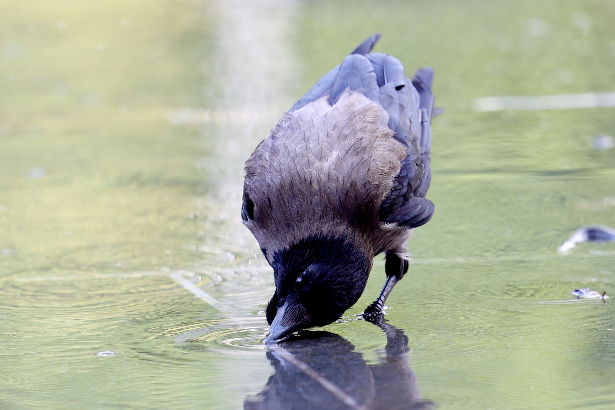 Sarajevo vrućina vrana