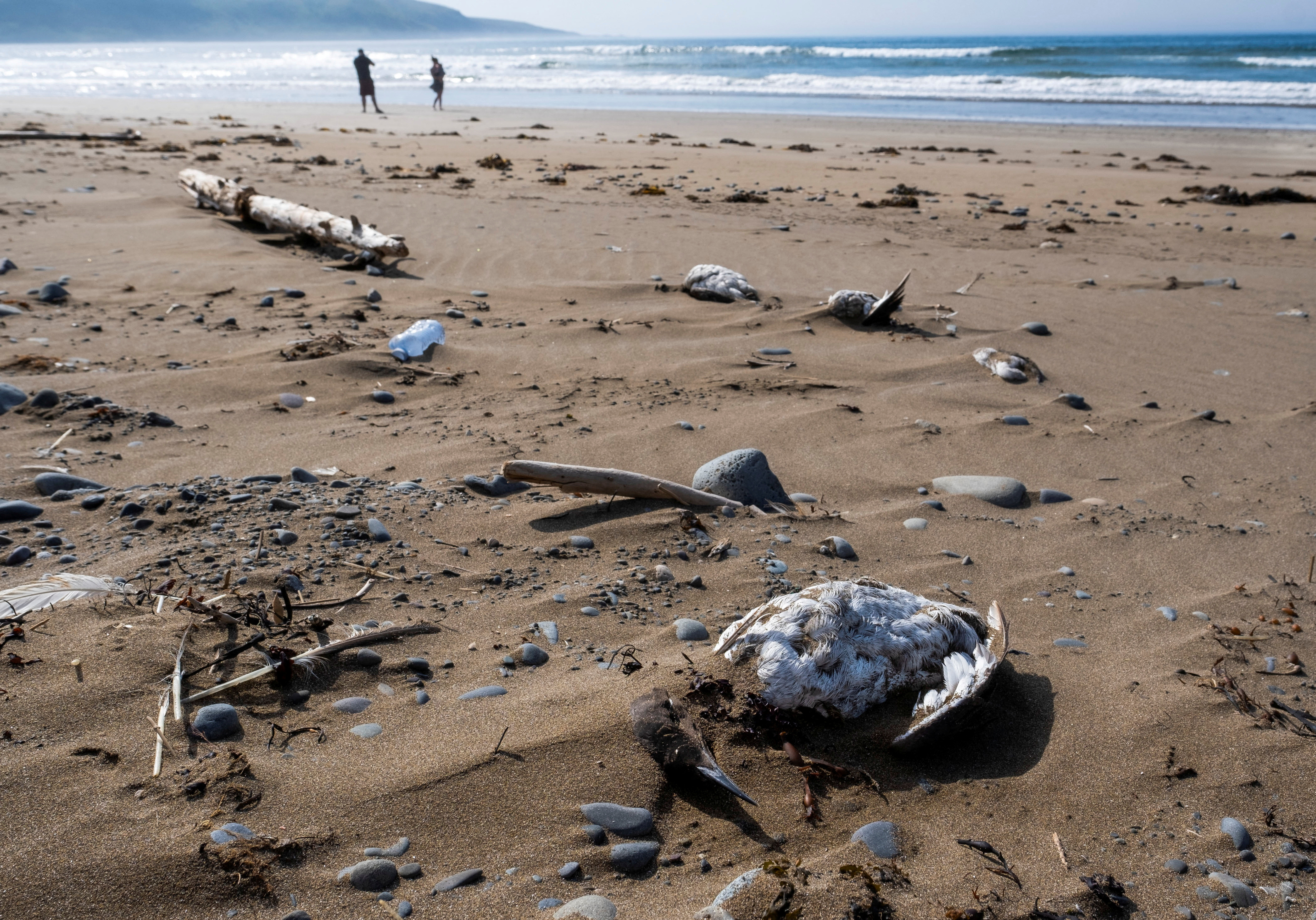 Seabirds wash up on shore in suspected avian flu die-off in Newfoundland