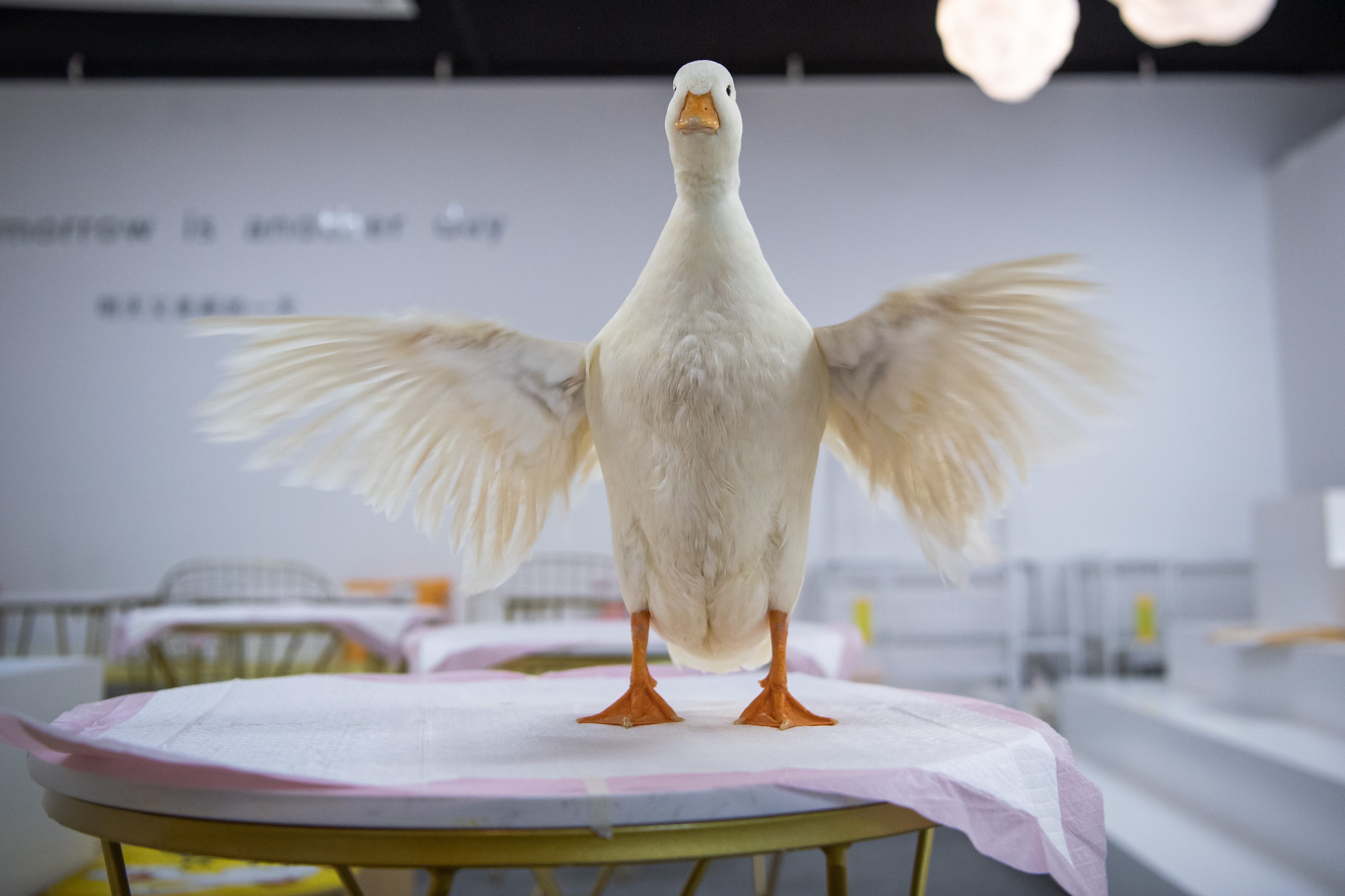 Kina: Prodavnica s patkama kao kućnim ljubimcima