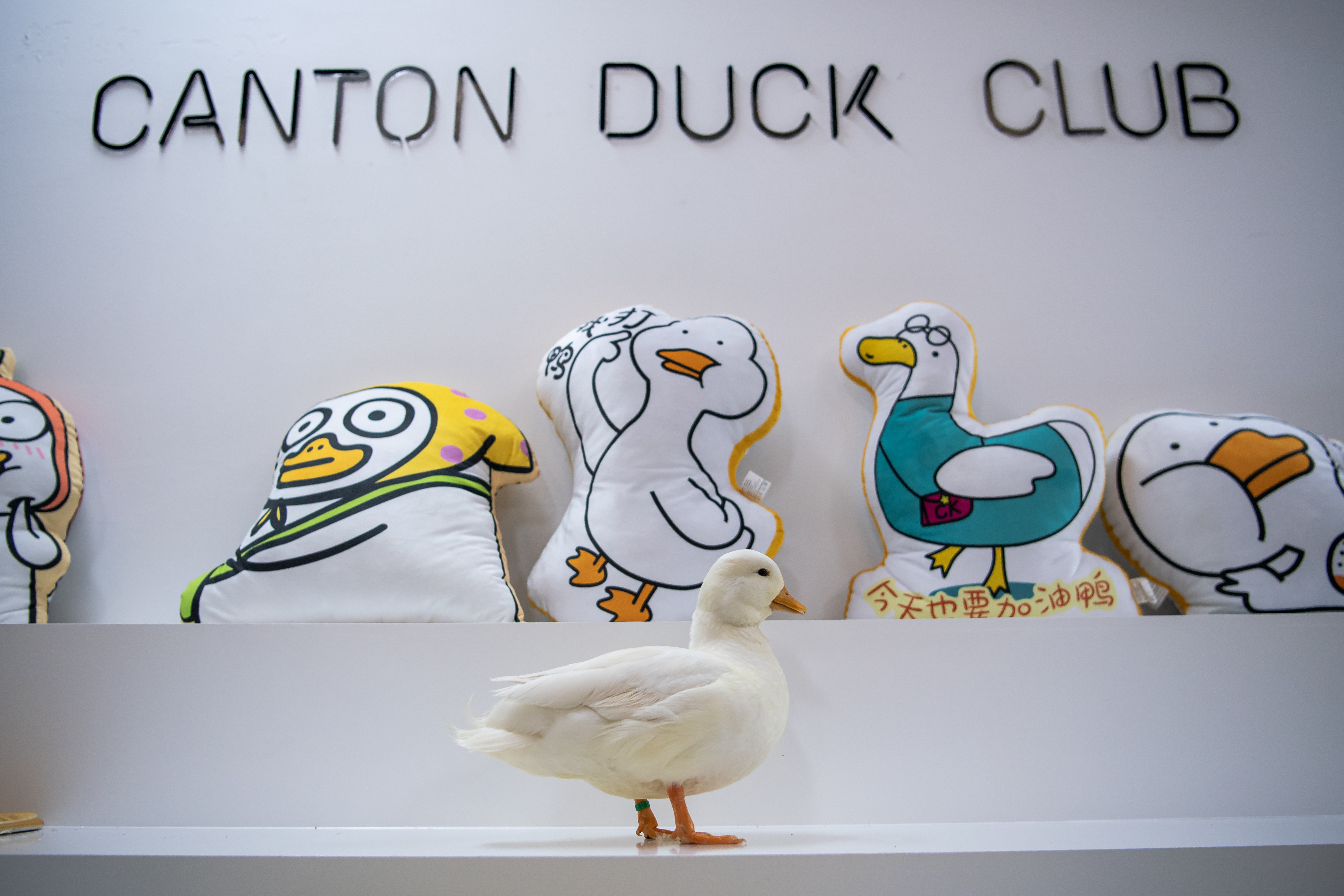 Kina: Prodavnica s patkama kao kućnim ljubimcima