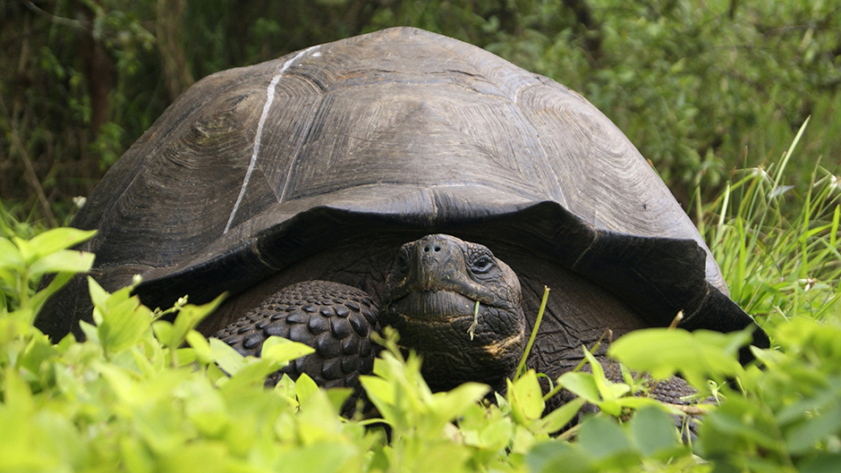 ECUADOR-GALAPAGOS-TURTLE-NEW-SPECIES