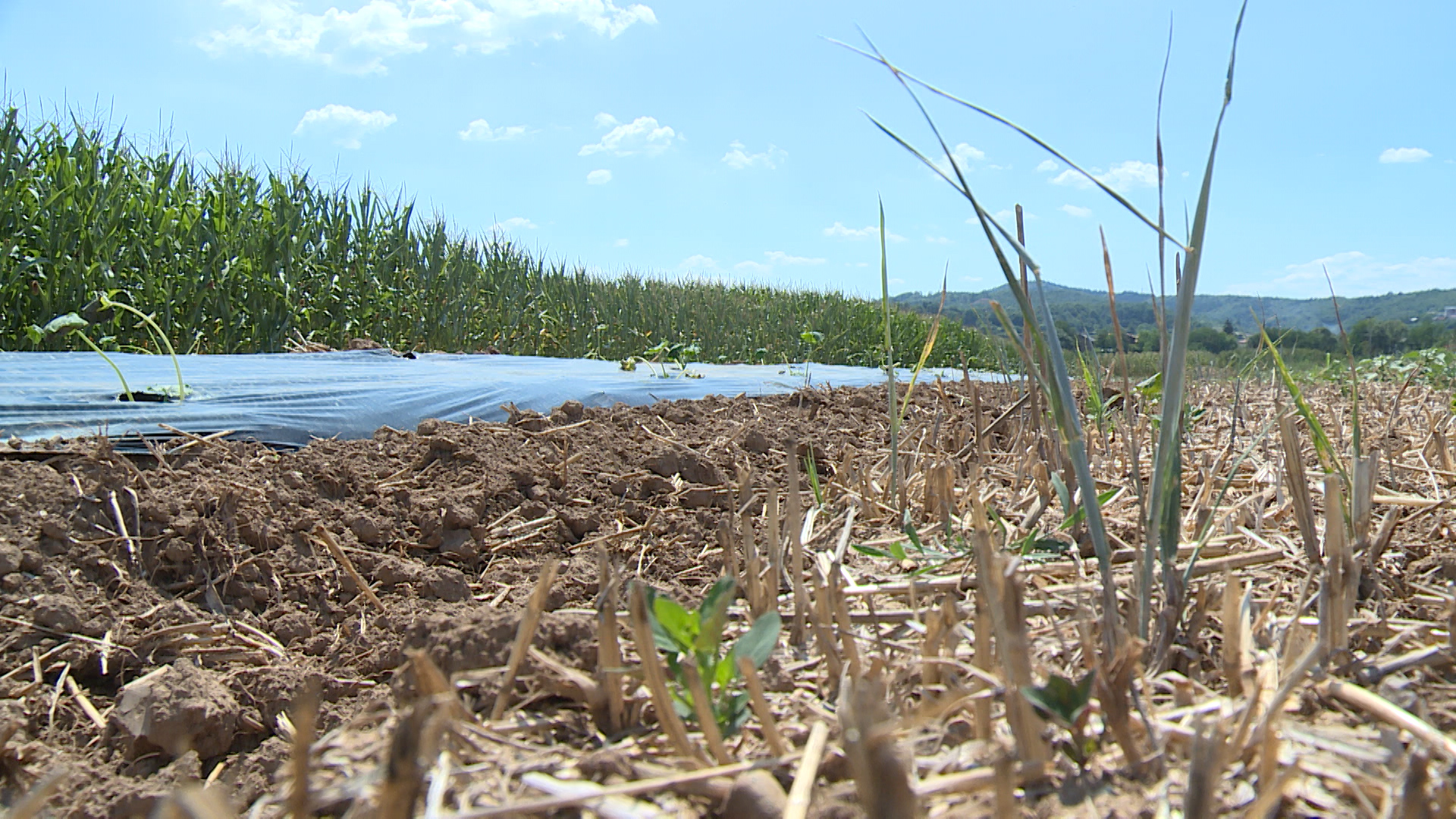 SA-SUSA POLJOPRIVREDA PKG-AZU-1(20220804-171917515).mxf.00_00_00_15.Still001