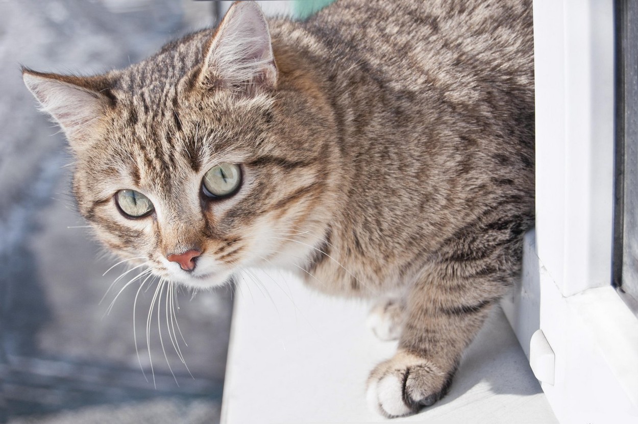 Tabby male cat climbs out the window. Cat wants to jump out the window. Cats portrait