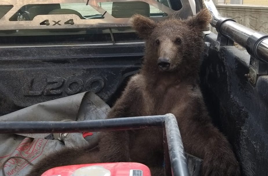 1660224765-AA-20220811-28623392-28623387-TURKIYE_SPASENA_MEDVJEDICA_KOJU_JE_OMAMILA_PREVELIKA_KOLICINA_POJEDENOG_MEDA-e1660224835931