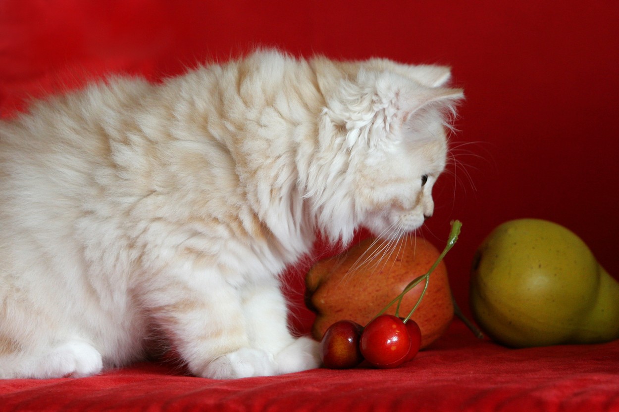 Cats and fruit