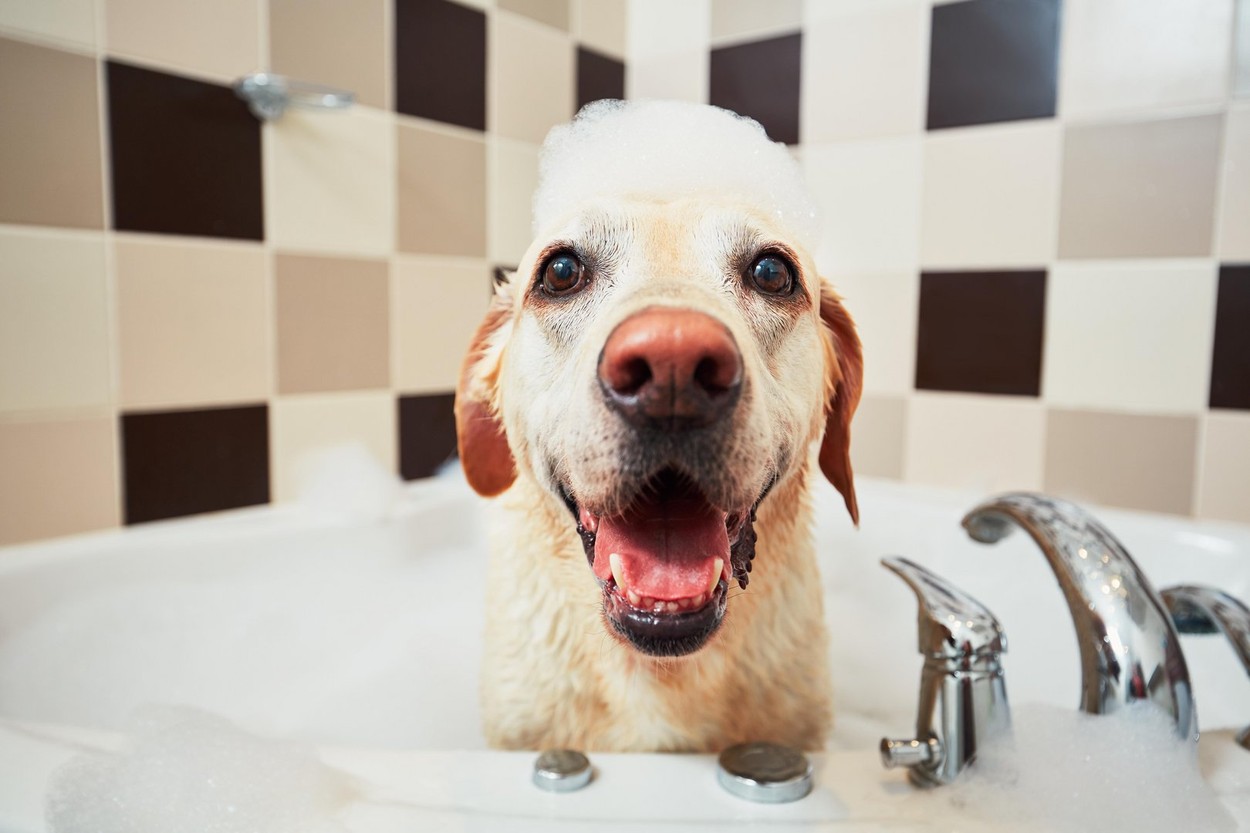 Bathing of the yellow labrador retriever. Happiness dog taking a bubble bath.