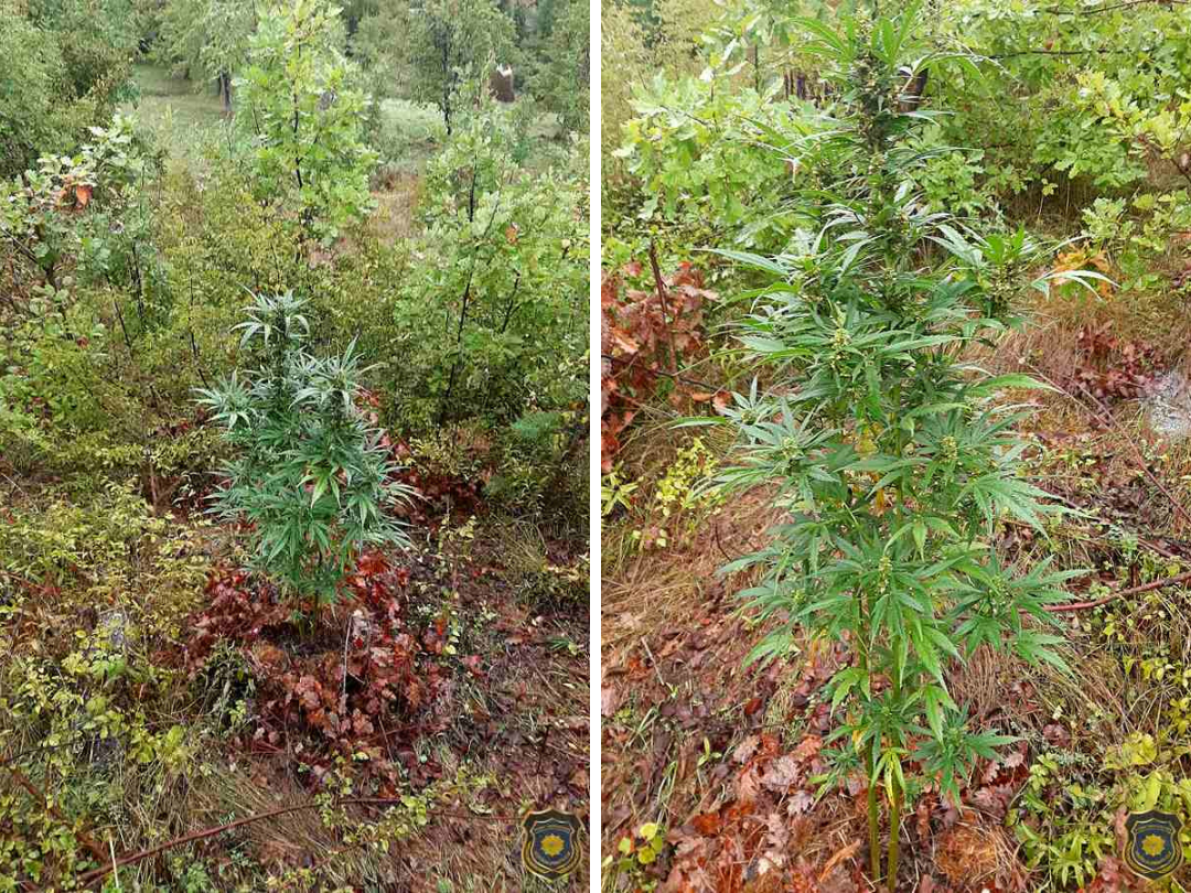 Bez naslova (1080 × 810 piks.) (8)