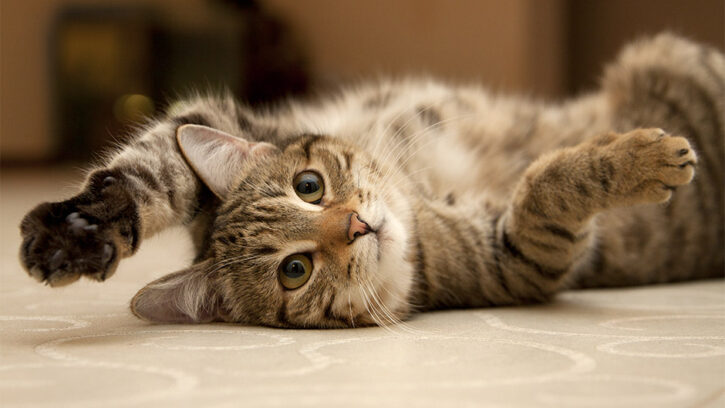 1662375565-macka-239534-725x408