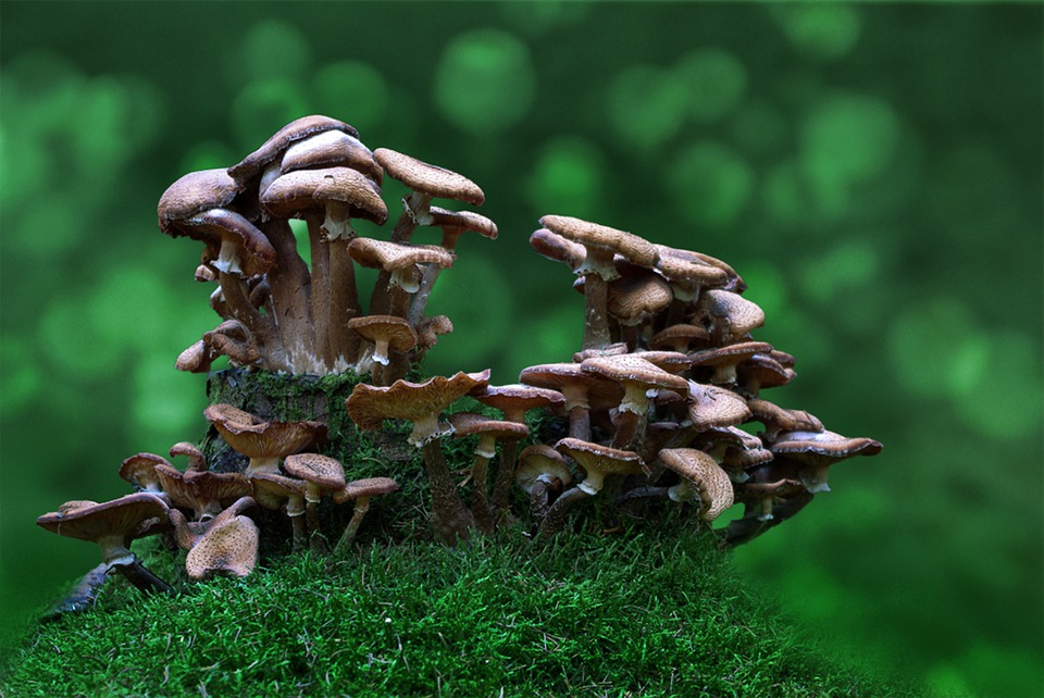 mushrooms-1344550_960_720