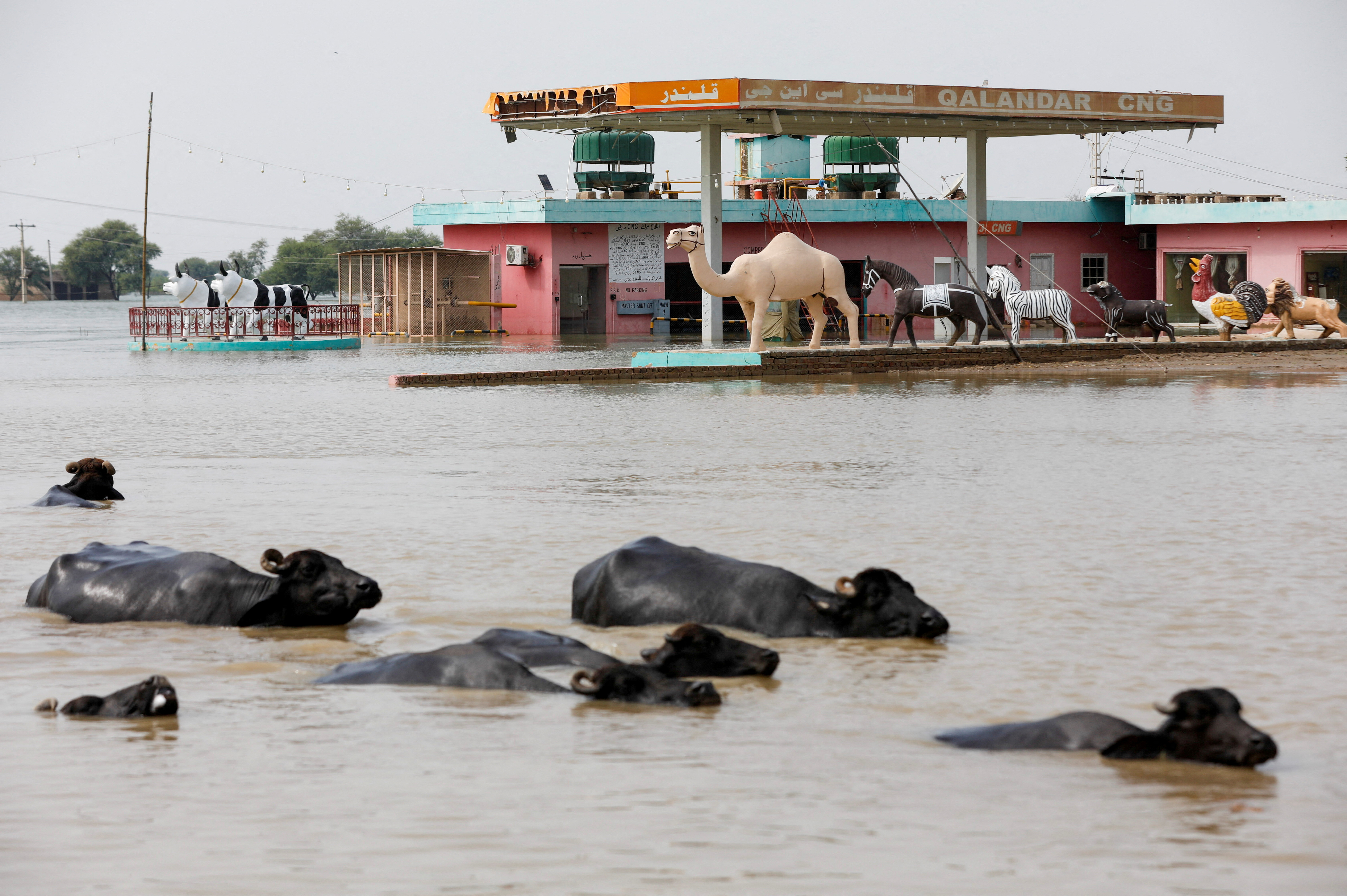 FILE PHOTO: Monsoon season in Sehwan