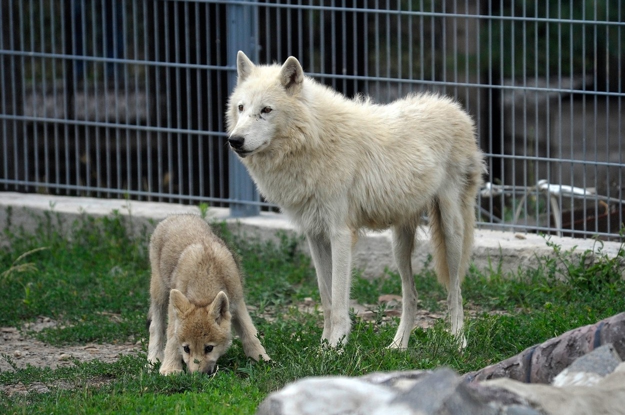 Arctic wolves with offspring in Podolskyi Zoo