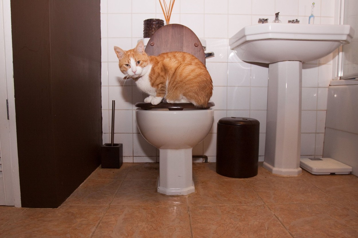 Ginger and white tom cat on the toilet.