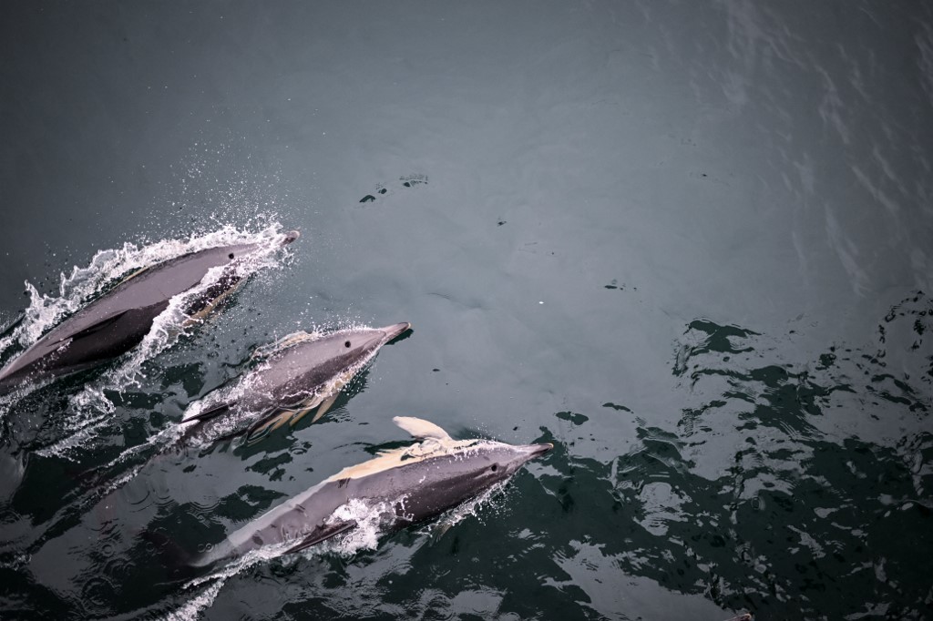 PORTUGAL-ENVIRONMENT-SEA-SCIENCES