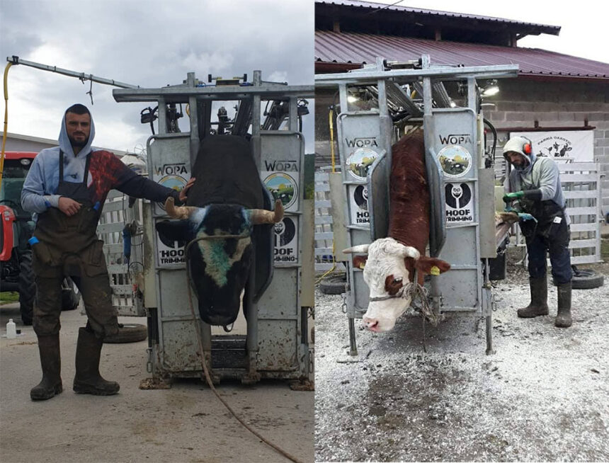 Predrag.Belenzada.Naslovna.1000px-860x654