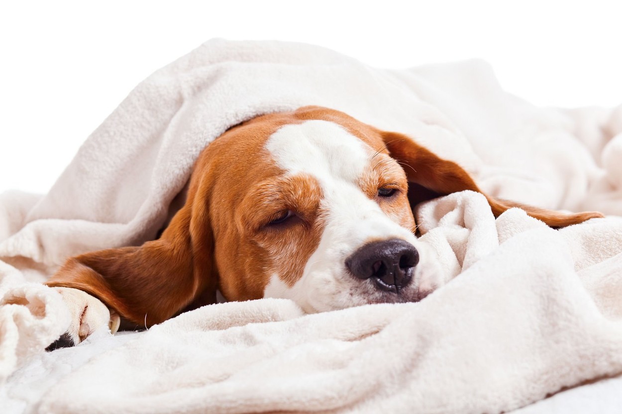 Very much sick dog under a blanket, isolated on white
