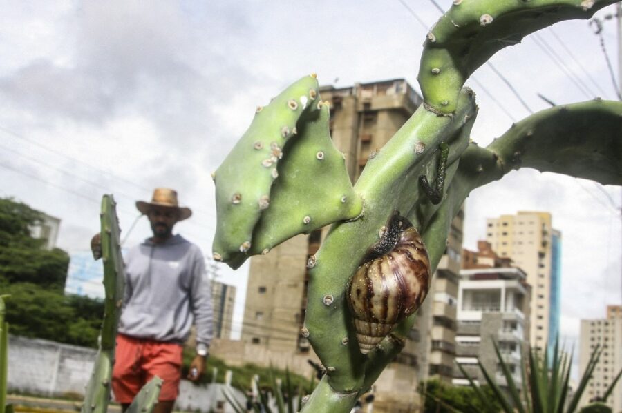 VENEZUELA-ENVIRONMENT-SNAILS