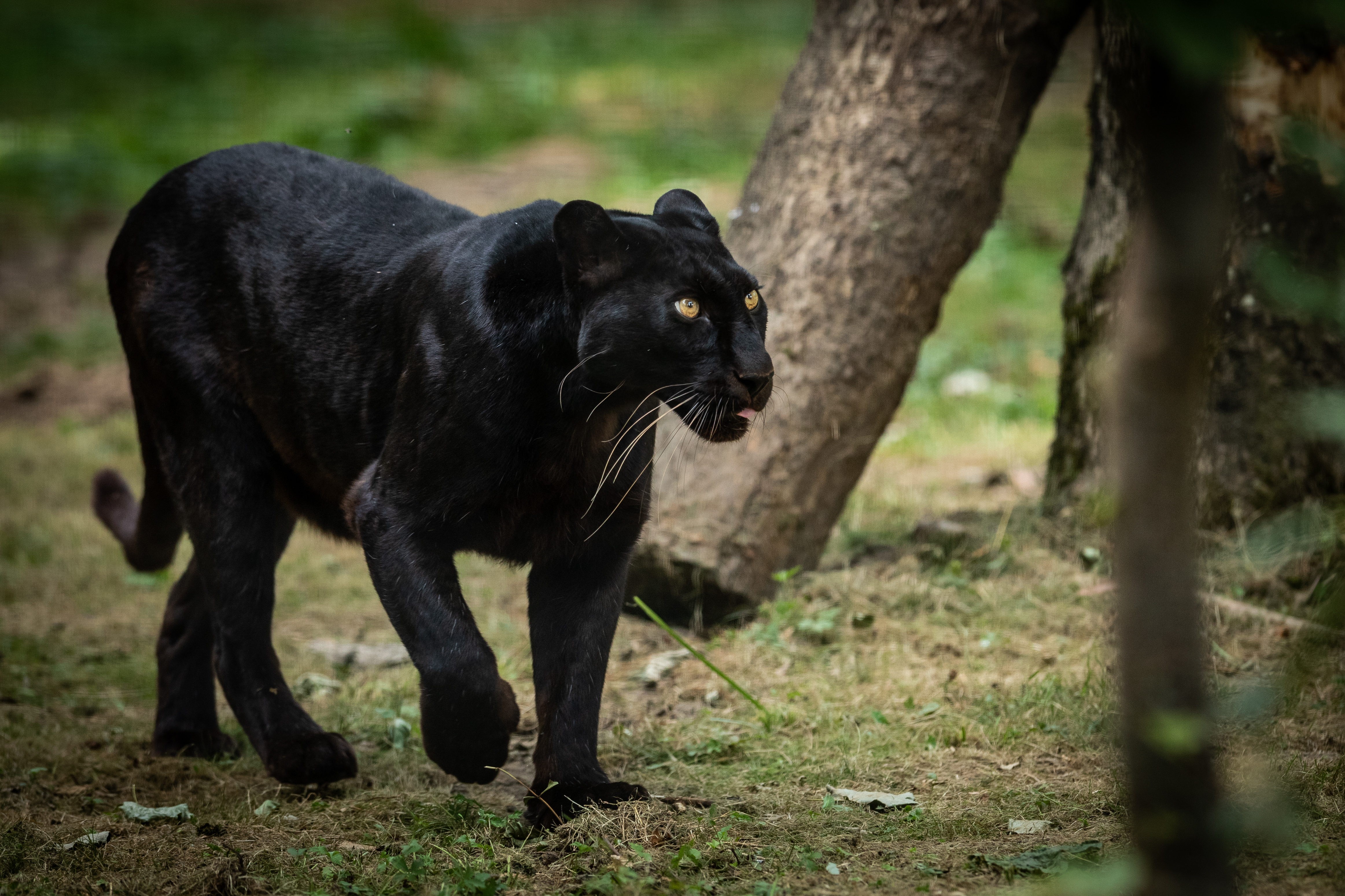 Black,Panther,In,The,Forest
