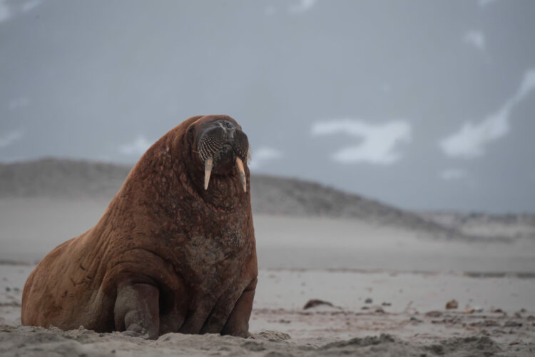 The,Walrus,Was,Hunted,Nearly,To,Extinction,In,The,Svalbard