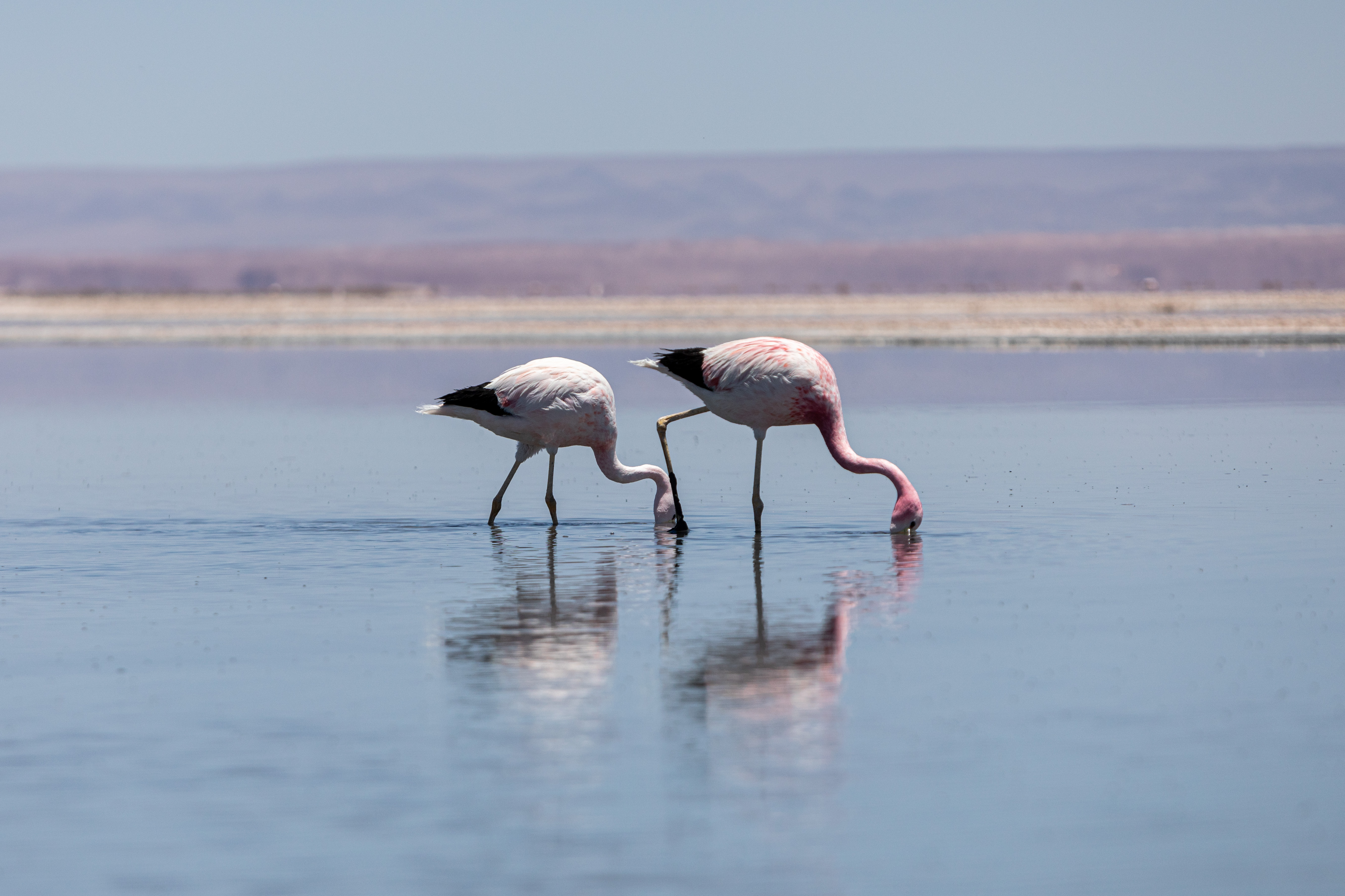 The population of flamingos in the Atacama desert decreases due to drought and mining