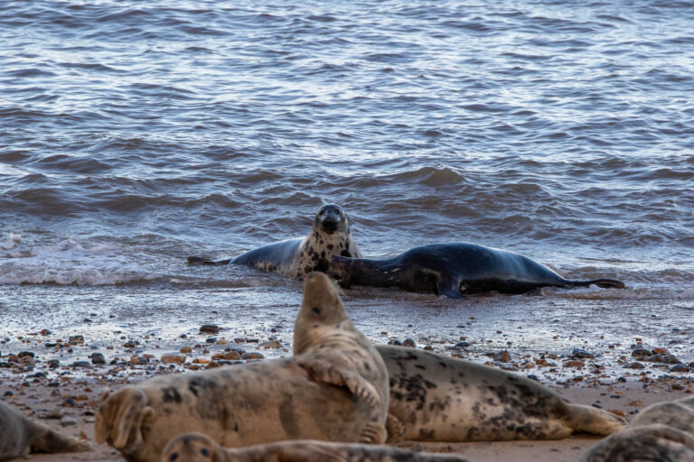 Seehunde,Im,Meer,Und,Auf,Sandstrand
