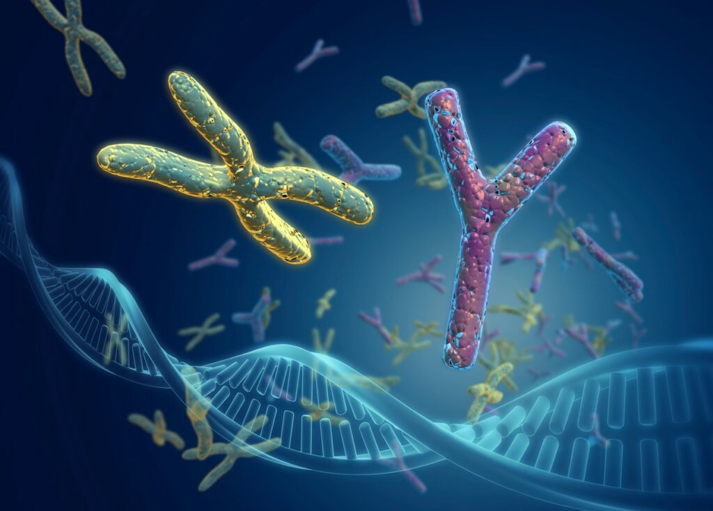 Sex chromosomes, illustration