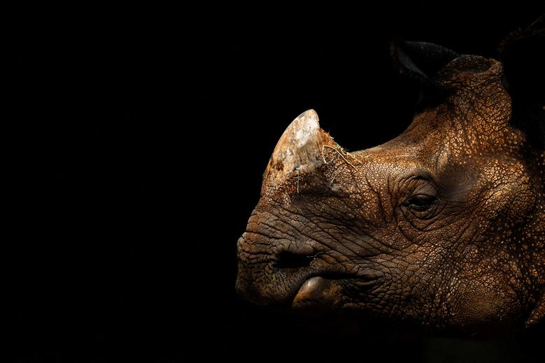 Indijski nosorog tokom drugog toplotnog talasa u godini u Zoološkom vrtu u Madridu, Španija, 13. jula 2022. REUTERS/Susana Vera