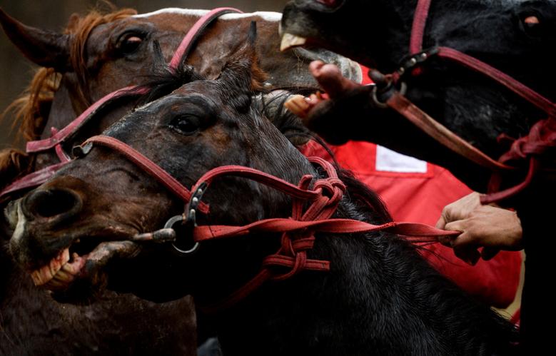 Konji tokom prvenstva Kokpar, tradicionalne igre između dva tima konjanika, Almati, Kazahstan, 5. novembra. REUTERS/Konstantin Chalabov
