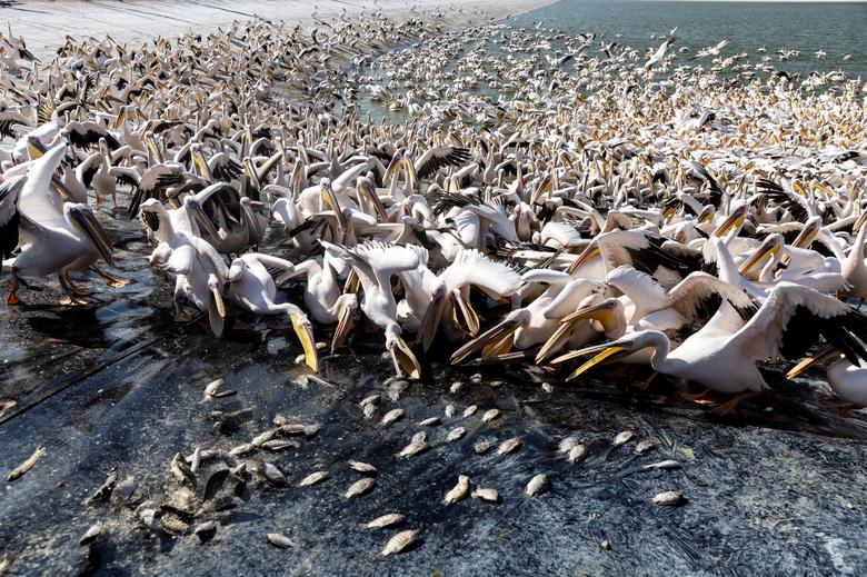 Hranjenje velikih bijelih pelikana tokom migracije prema jugu kao dio projekta koji finansira Izraelska uprava za prirodu i parkove Mishmar Hasharon, Izrael, 31. oktobar. REUTERS/Ronen Zvulun