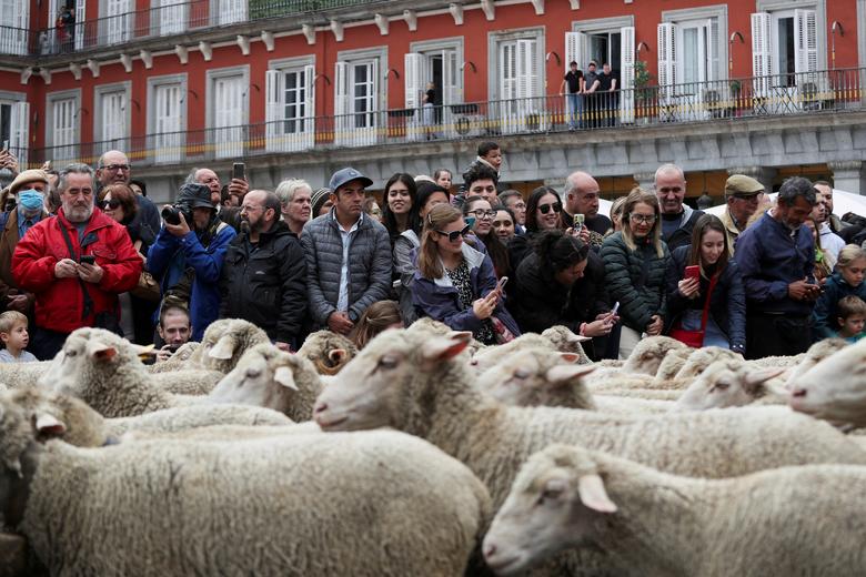 Ljudi posmatraju stado tokom godišnje parade ovaca, kada pastiri ostvaruju svoje pravo da koriste tradicionalne migracione rute za svoju stoku iz sjeverne Španije na zimske pašnjake u južnim oblastima zemlje, Madrid, Španija, 23. oktobar REUTERS/Violeta Santos Moura