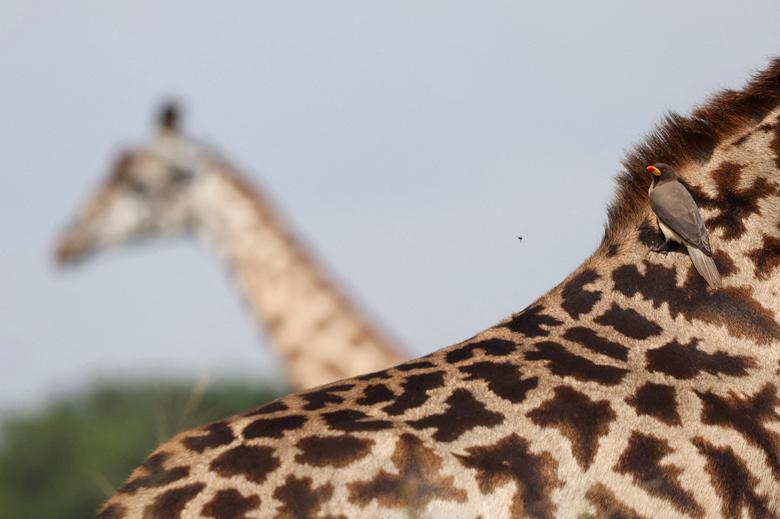 Žutokljunac stoji na žirafi u Nacionalnom parku Masai Mara, Kenija, 3. septembar. REUTERS/Baz Ratner