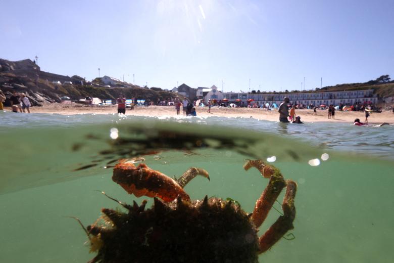 Rak pauk u blizini plaže Porthgwidden u St Ivesu, Cornwall, Velika Britanija, 7. augusta. REUTERS/Tom Nicholson