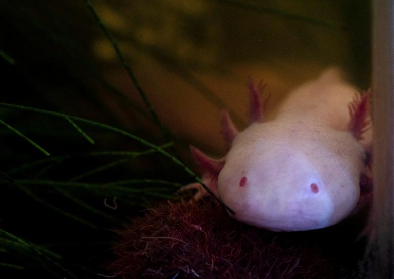 Aksolotl (Ambystoma mexicanum), ili meksički daždevnjak, pluta u rezervoaru, kao dio projekta očuvanja vrste u Xochimilcu u Meksiko Sitiju, Meksiko, 16. februara. REUTERS/Toya Sarno Jordan
