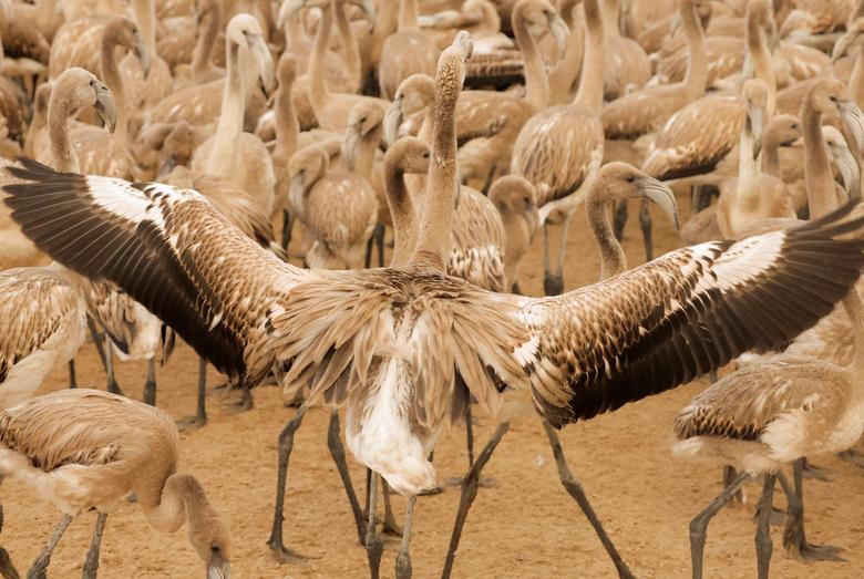 Mladunci flamingosa viđena u toru prije nego što su im volonteri opremili prstenove za identitet u laguni u prirodnom rezervatu Fuente de Piedra, blizu Malage, južna Španija, 30. jula. REUTERS/Jon Nazca