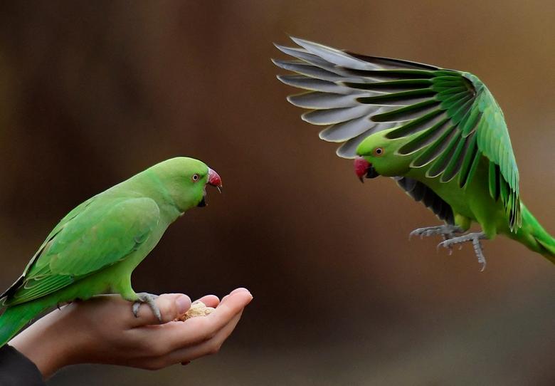 Papagaji dok ih hrani osoba u St James's Parku, London, Velika Britanija, 1. januara. REUTERS/Toby Melville