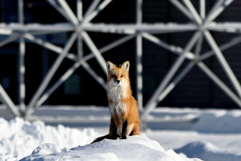 Lisica na snježnom brdu tokom ekstremno hladnih temperatura u Montrealu, Kanada 21. januara. REUTERS/Bernard Brault