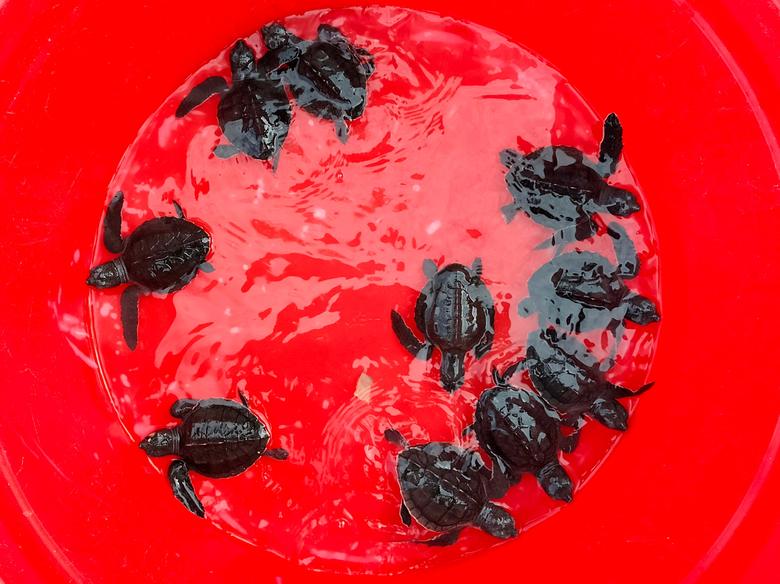 Bebe Karetne želve (Eretmochelys imbricata), spašena od grabežljivaca, prije nego što će biti puštene u more, u Sanuru, Bali, Indonezija, 20. januara. REUTERS/Sultan Anshori