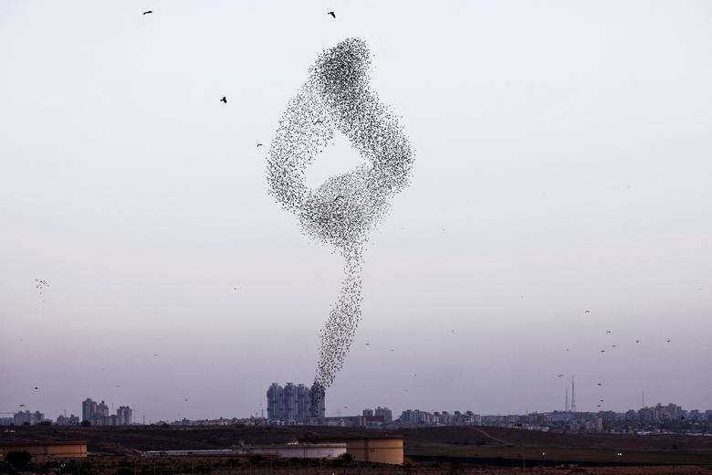 Jato čvoraka u migraciji u blizini grada Beer Sheva, južni Izrael, 13. januara. REUTERS/ Amir Cohen
