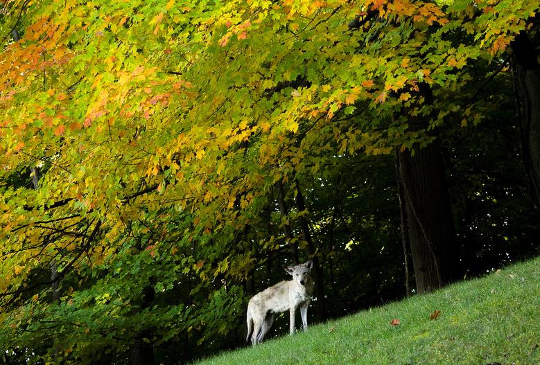 Kojot stoji ispod jesenskog lišća u šumarku u Nyacku, New York, 11. oktobar. REUTERS/Mike Segar

