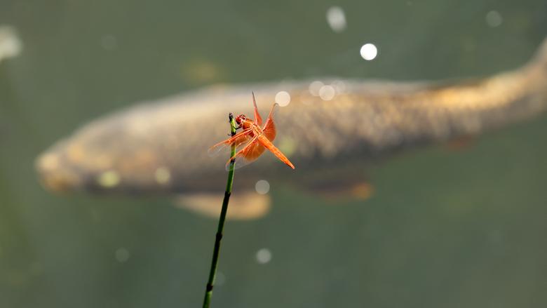 Vilin konjic na bambusu u Brand Parku u Glendejlu, Kalifornija, 24. maja. REUTERS/Mario Anzuoni
