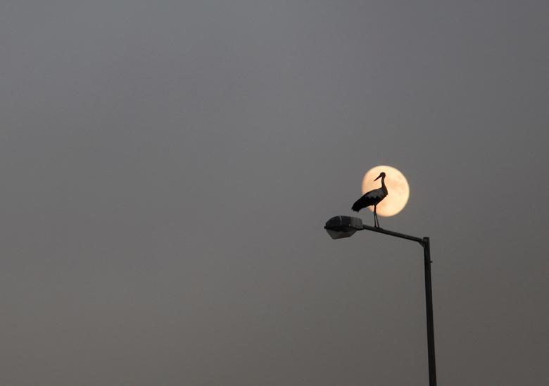 Roda stoji na stubu svjetiljke dok mjesec izlazi na autoputu Egnatia blizu Ksantija, Grčka 9. avgusta. REUTERS/Yiannis Kourtoglou
