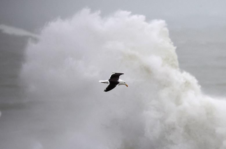Galeb leti dok se talasi lome tokom Oluje Diego u Les Sables d'Olonne, Francuska, 7. aprila. REUTERS/Stephane Mahe
