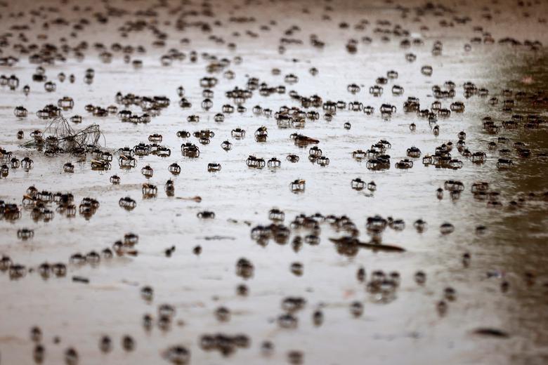 Novorođeni rakovi trče na plaži, za vrijeme oseke, na rubu rijeke Casamance, na ostrvu Kafar, Senegal, 13. jul. REUTERS/Zohra Bensemra