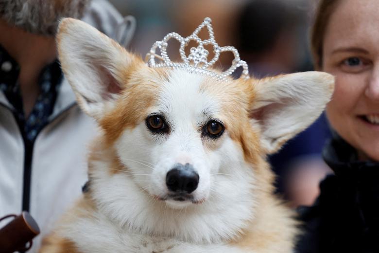 Lois, pas vlasnika Jamie Paulson i Kim Bertens, nosi krunu dok učestvuje u Corgi paradi u sklopu proslave Kraljičinog jubileja u Otavi, Ontario, Kanada, 22. maja. REUTERS/Blair Gable