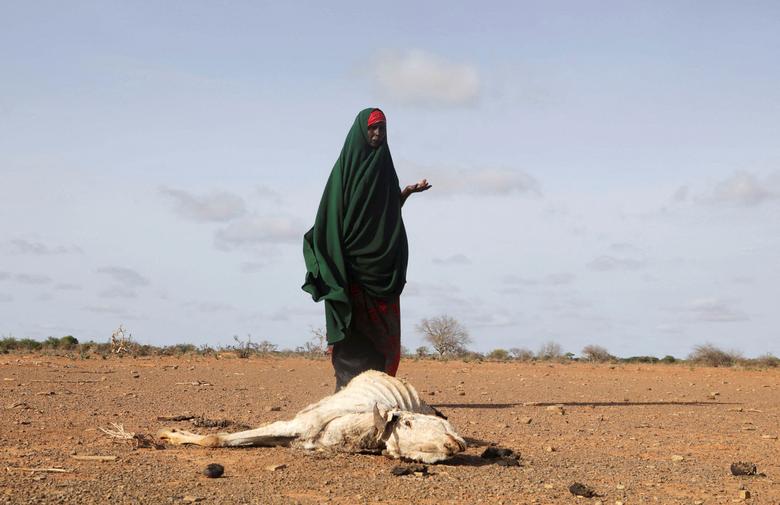 Interno raseljena Somalijka Habiba Bile stoji u blizini leševa svoje uginule stoke nakon jakih suša u blizini Dollowa, region Gedo, Somalija 26. maja. REUTERS/Feisal Omar

