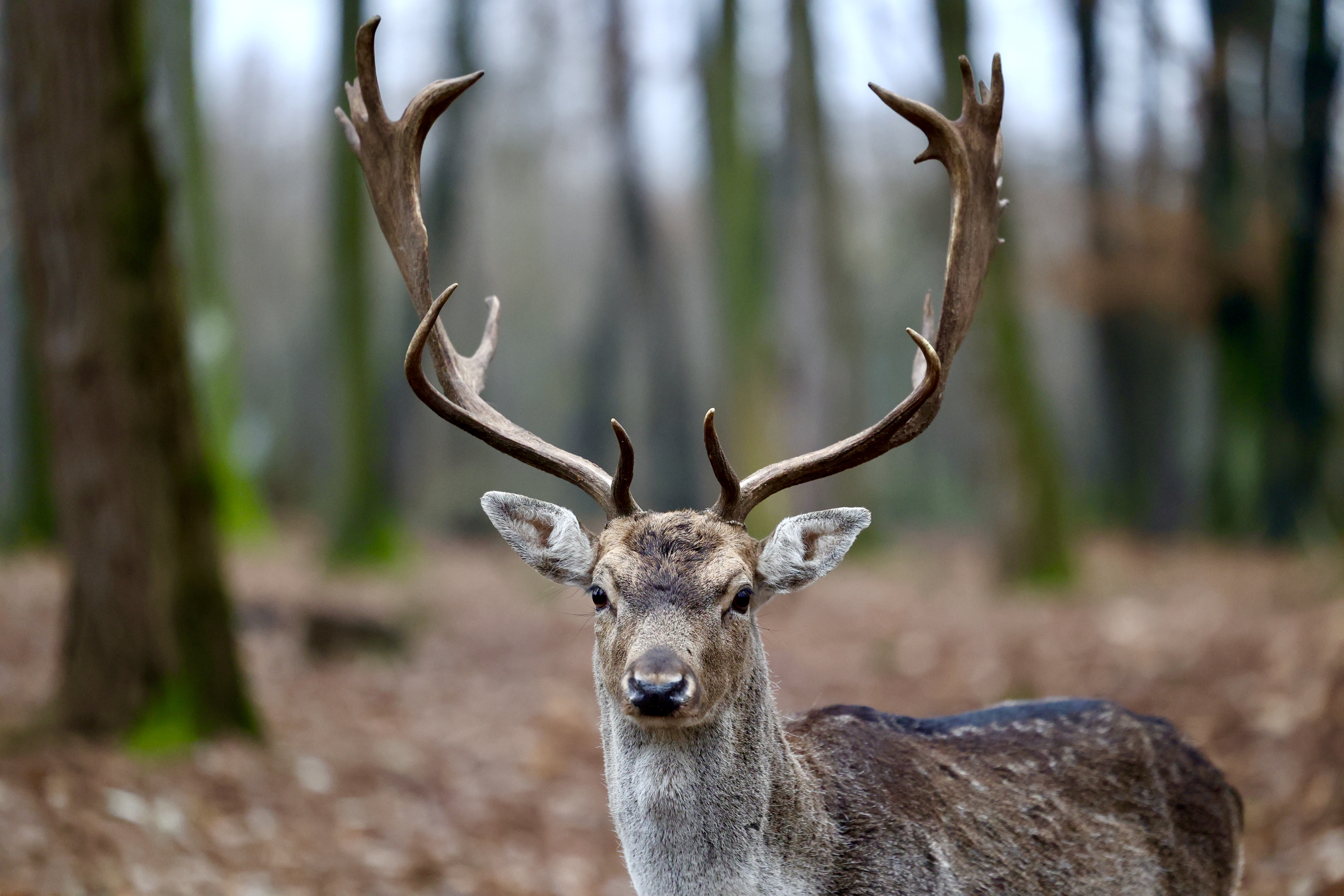 Jeleni-ljubace-tuzla