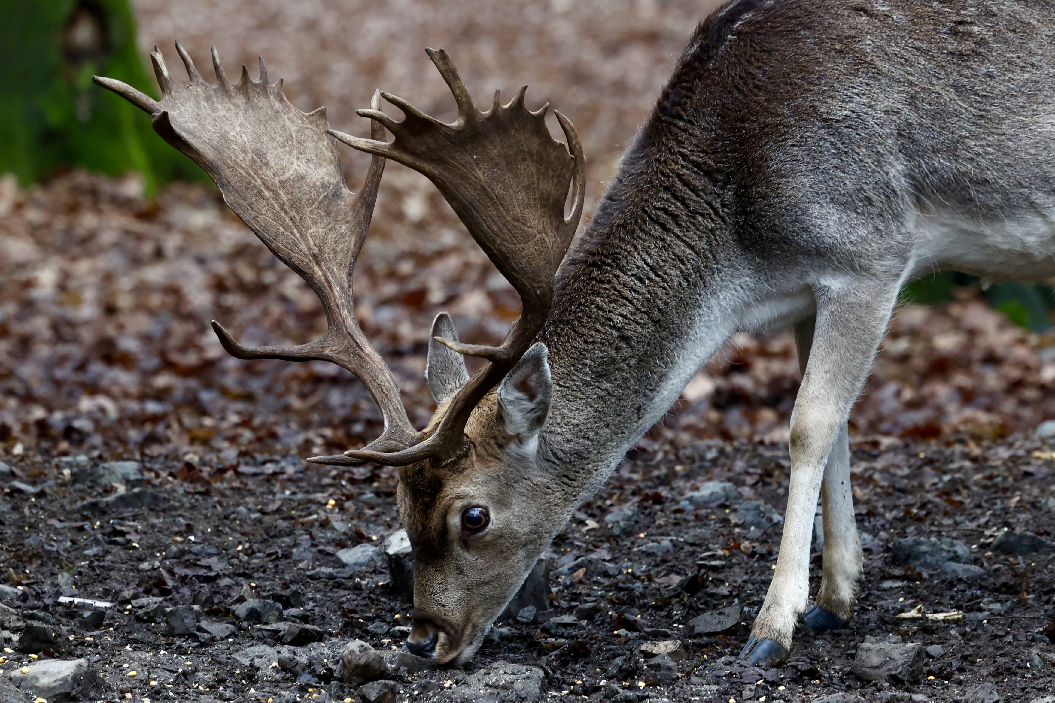 Jeleni-ljubace-tuzla