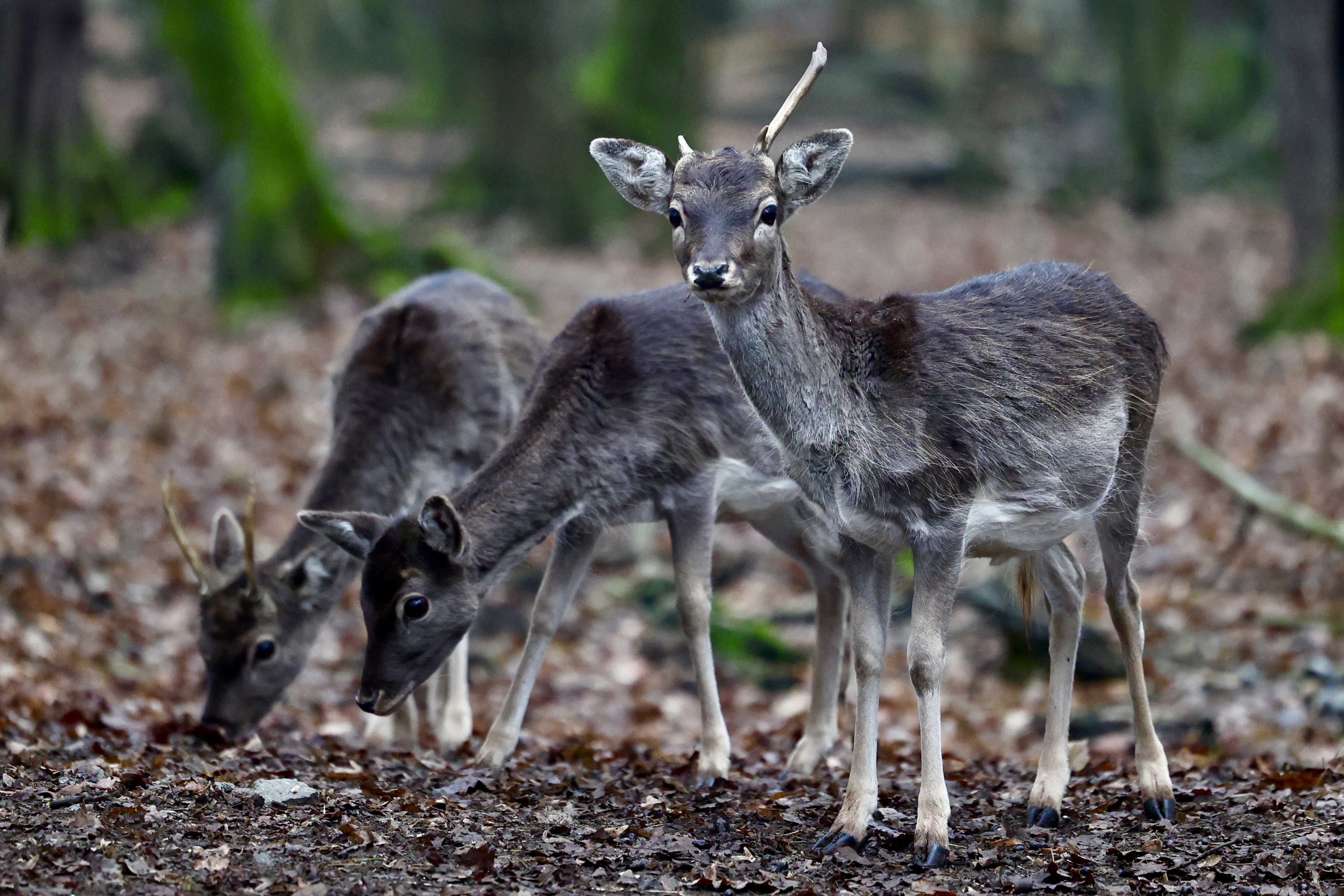 Jeleni-ljubace-tuzla