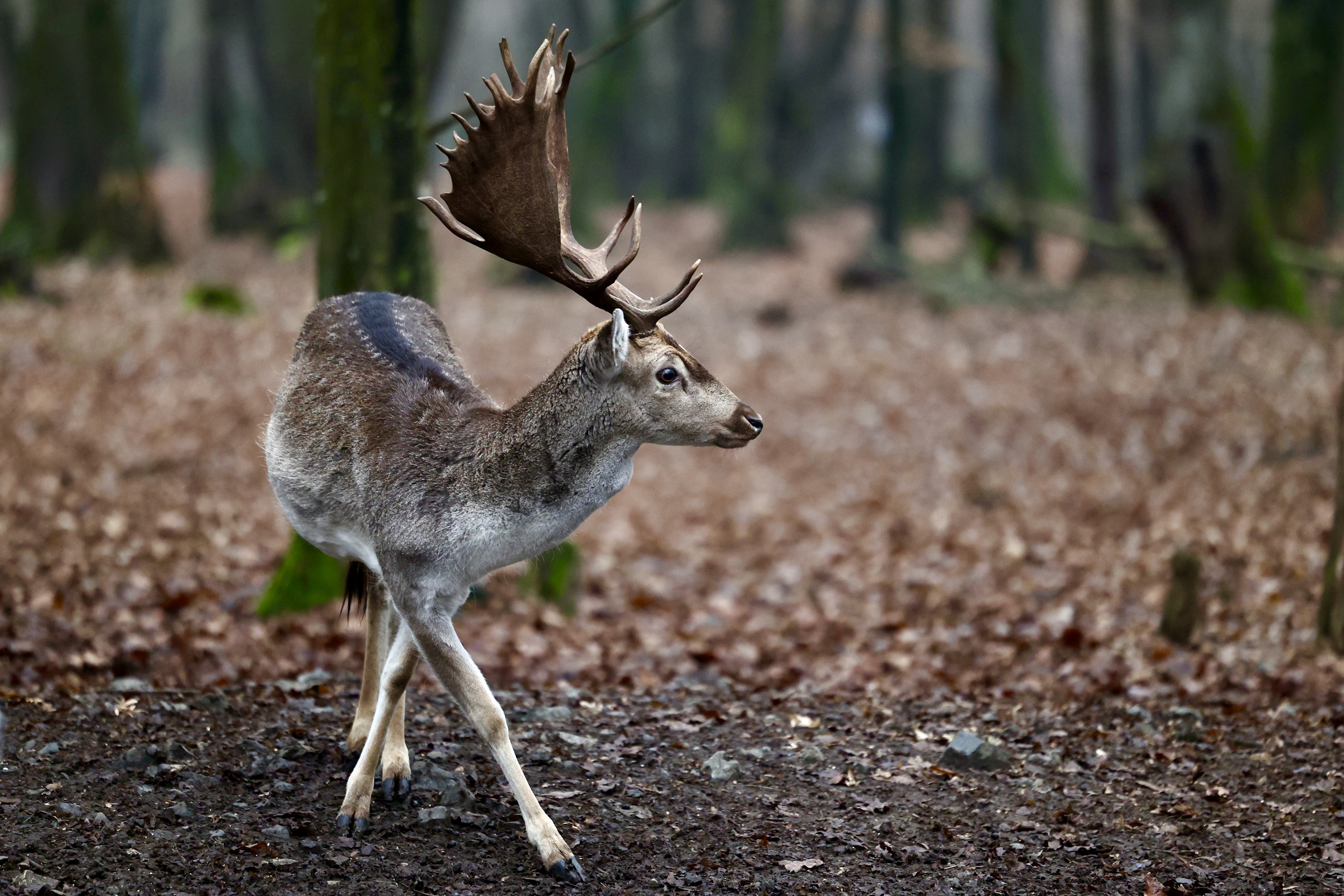 Jeleni-ljubace-tuzla