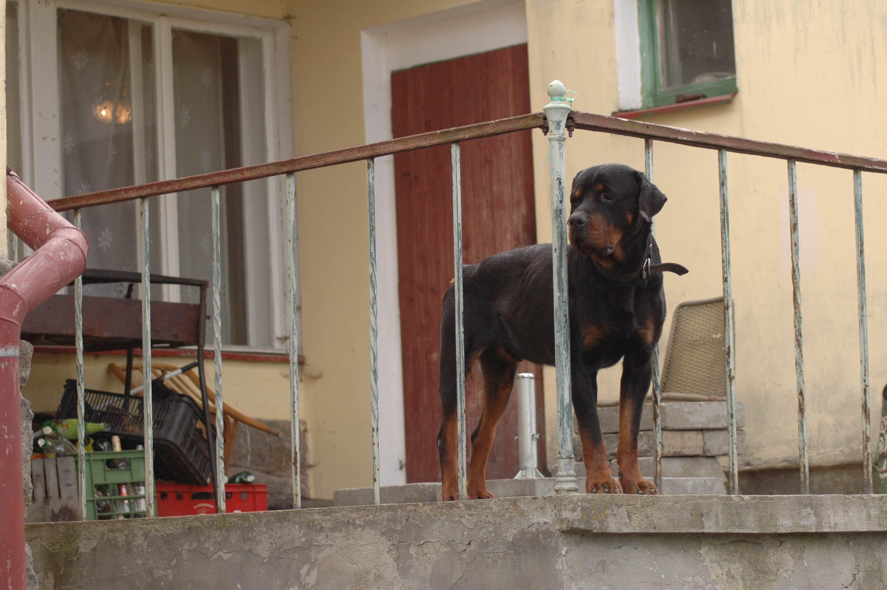 zvíře pes ,  napadení , pokousání detatko 6 let ,  Štětkovice